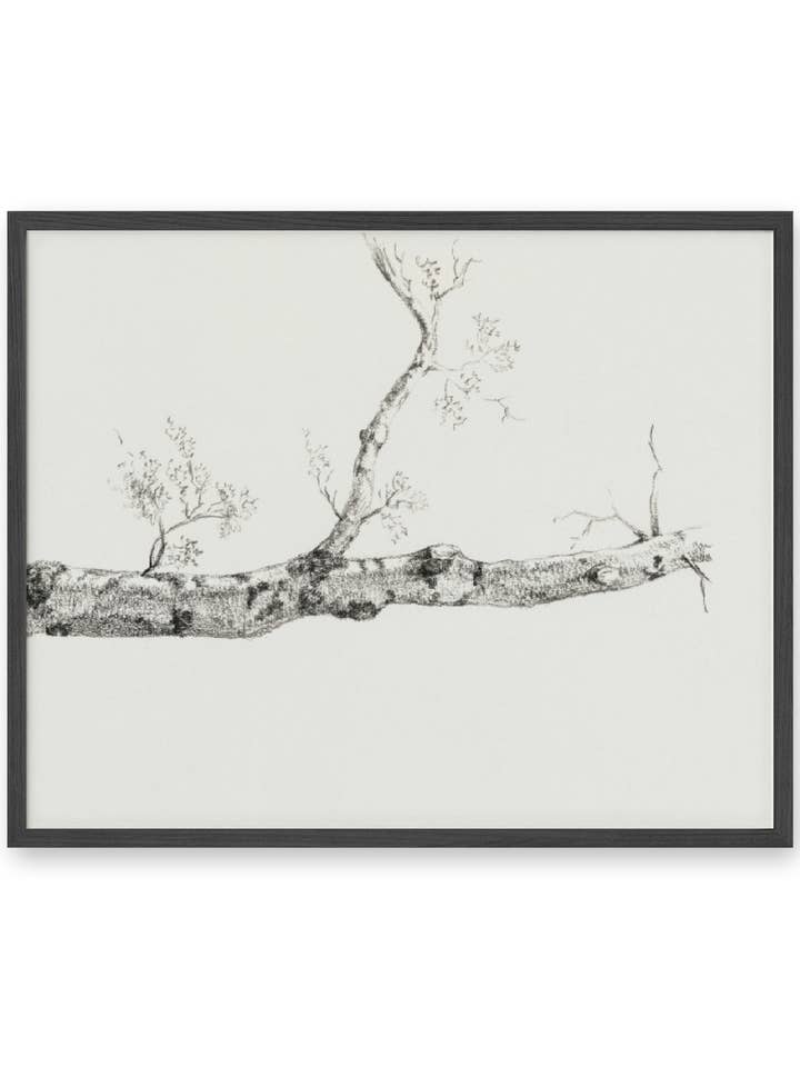 Birch Branch Sketch for wholesale by Knot & Soul