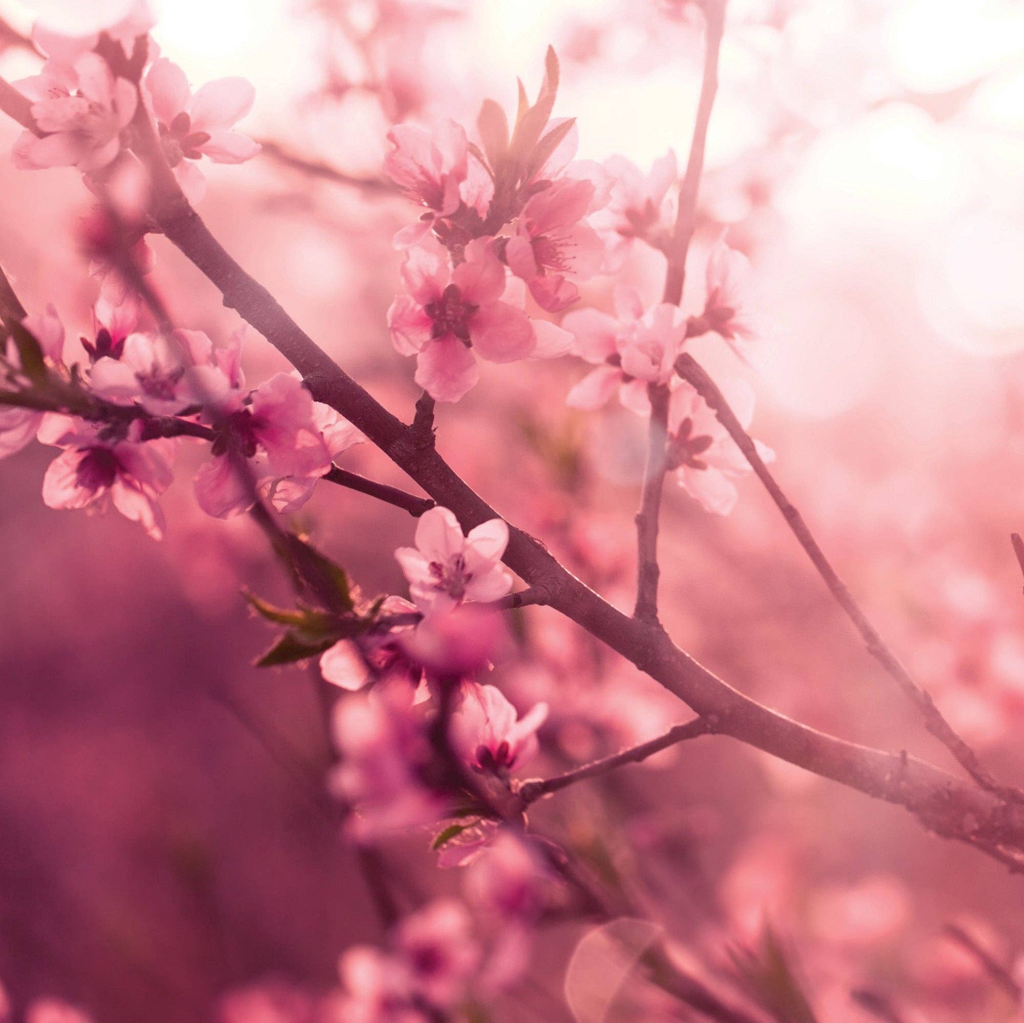 Candle Warmers Australia - Wholesale Wax Melt - Pink Love Spell 2.5 Oz Artisan Melts - RRP $7.95 2