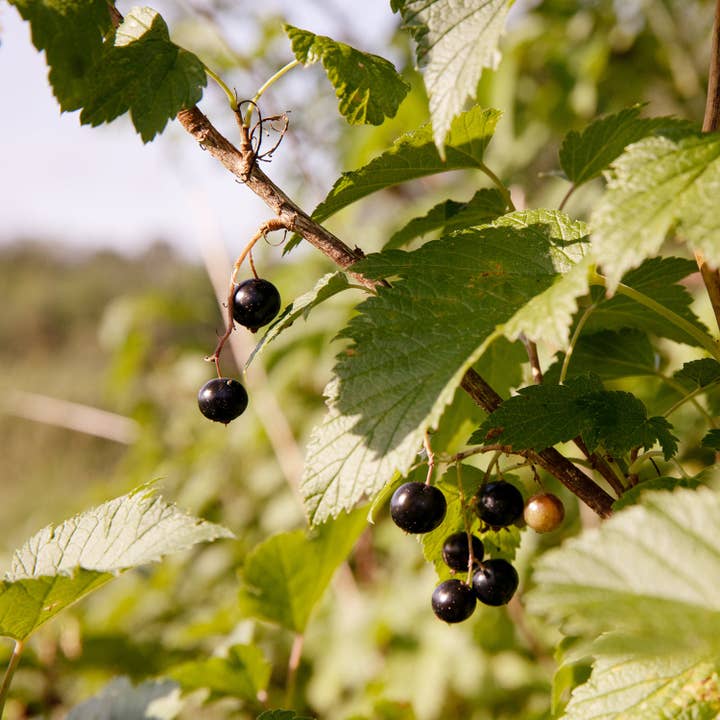 Blake Hill Preserves - Wholesale Jam/Jelly - Black Currant with Wild Mint3