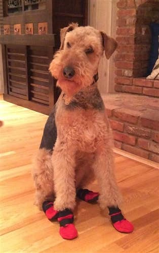 AllDogBoots - Wholesale Pet Paw Protection - Meshies Breathable Summer Dog Booties7