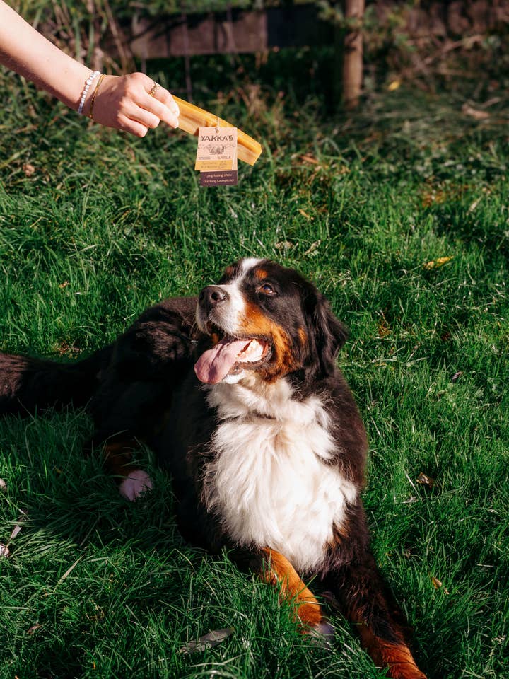 Yakka's L churpi kaasbot met pure Kurkuma Hondensnack voor wholesale door Yakka's
