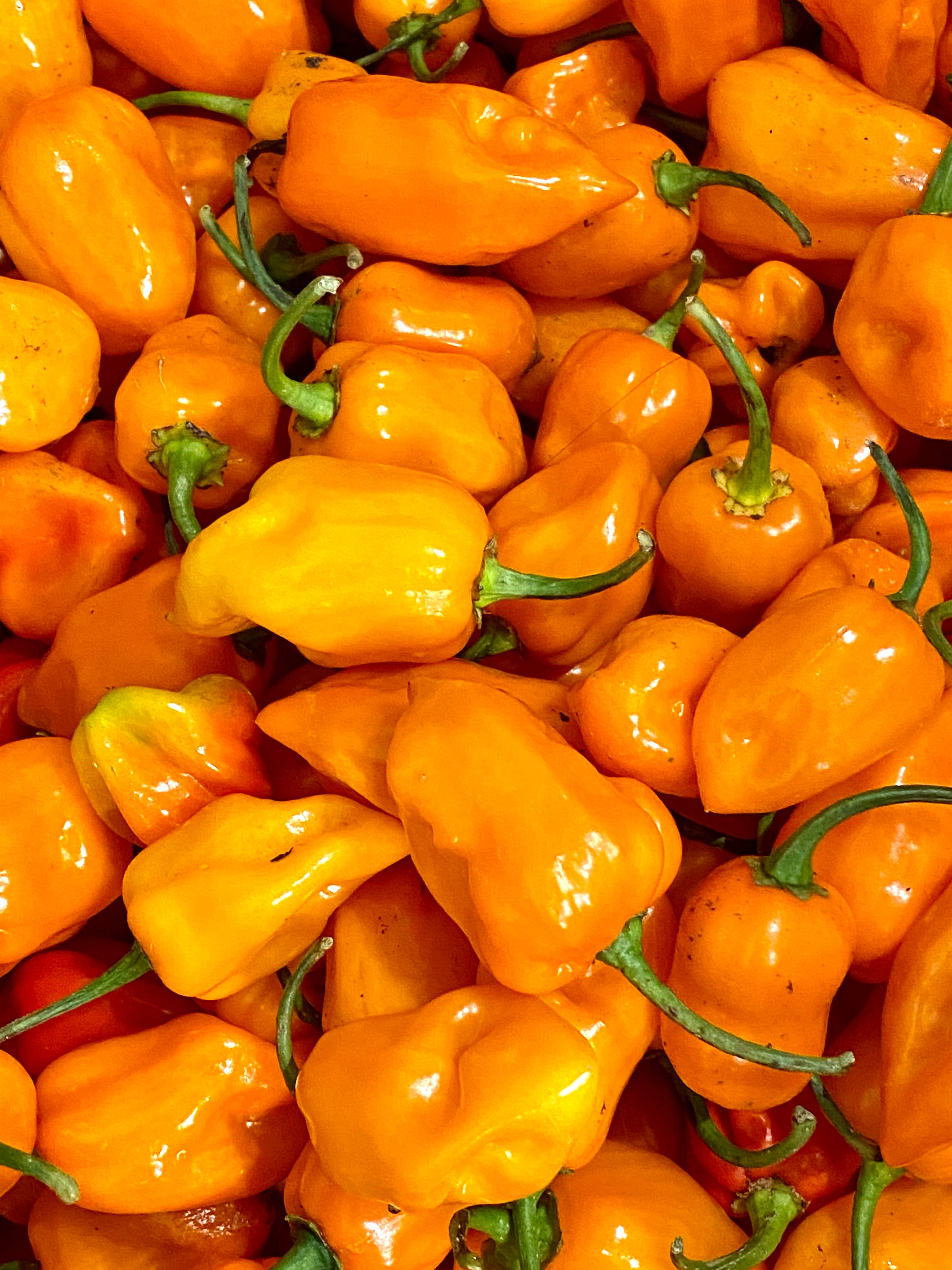 Weymouth 51 Hot Sauces – wholesale Hot sauce – Luxury Christmas Pudding hot chilli sauce 220ml3