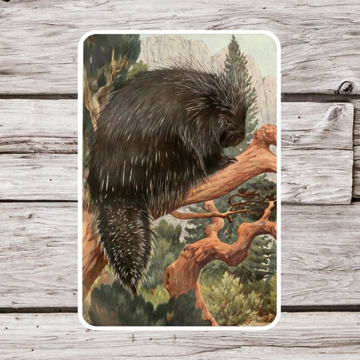 Porcupine Sticker, Animal Sticker, Natural History Sticker for wholesale by NatureCuts