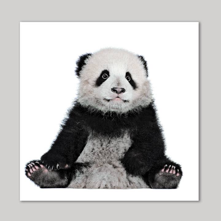 Carte de vœux Albert the Panda Cub pour la vente par Icon