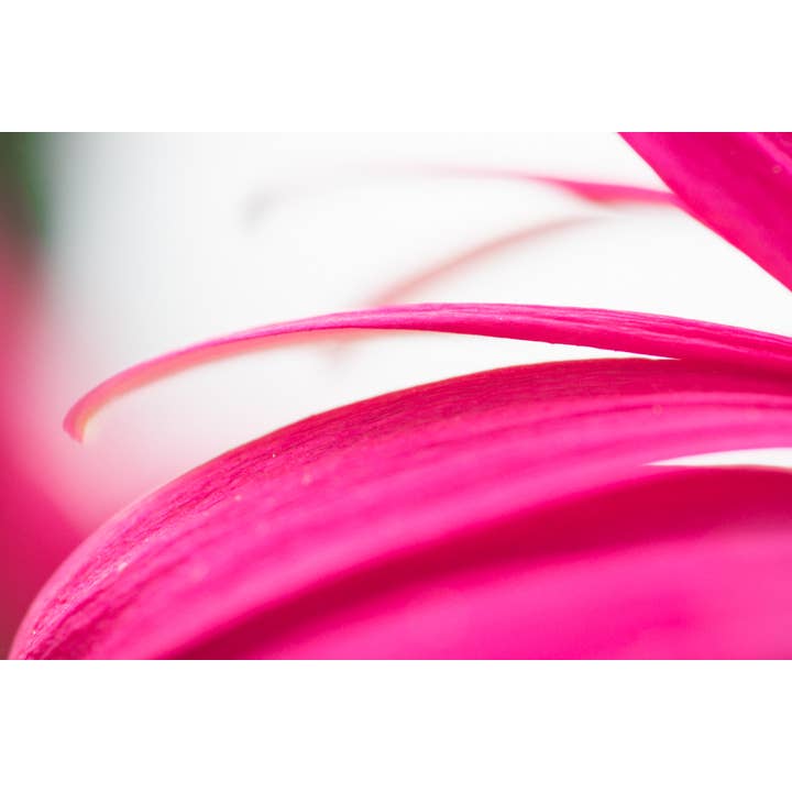 I Pink I Love You Fine Art Print for wholesale by Christi Kraft Photography