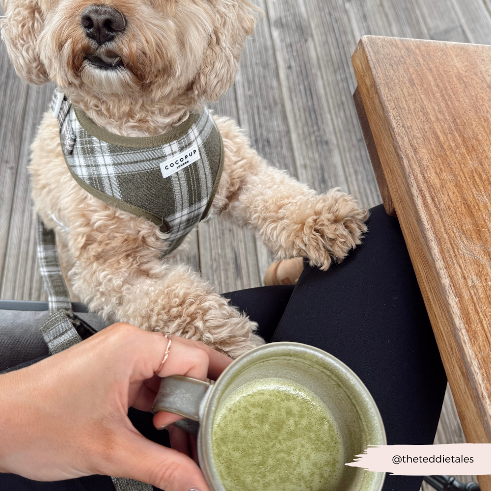 Cocopup London – wholesale Pet harness – Dog – Olive Check Adjustable Neck HARNESS11