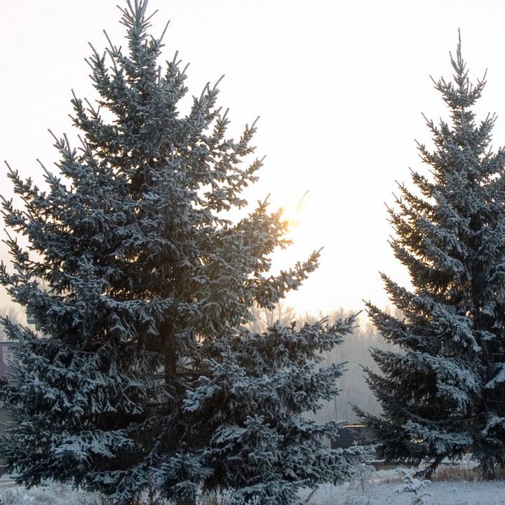 Douglas Fir Incense Sticks for wholesale by Beaches of Tunisia, LLC