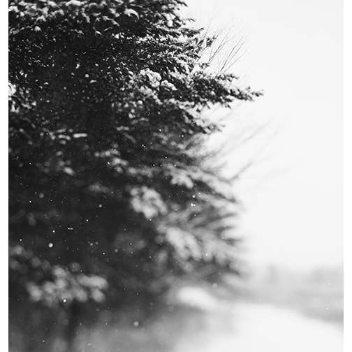 Winter Walk Fine Art Photograph for wholesale by Alicia Bock Print Shop