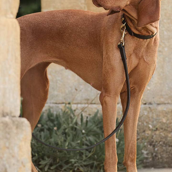 Ostrich Leather Dog Lead in Black & Orange for wholesale by Lords and Labradors