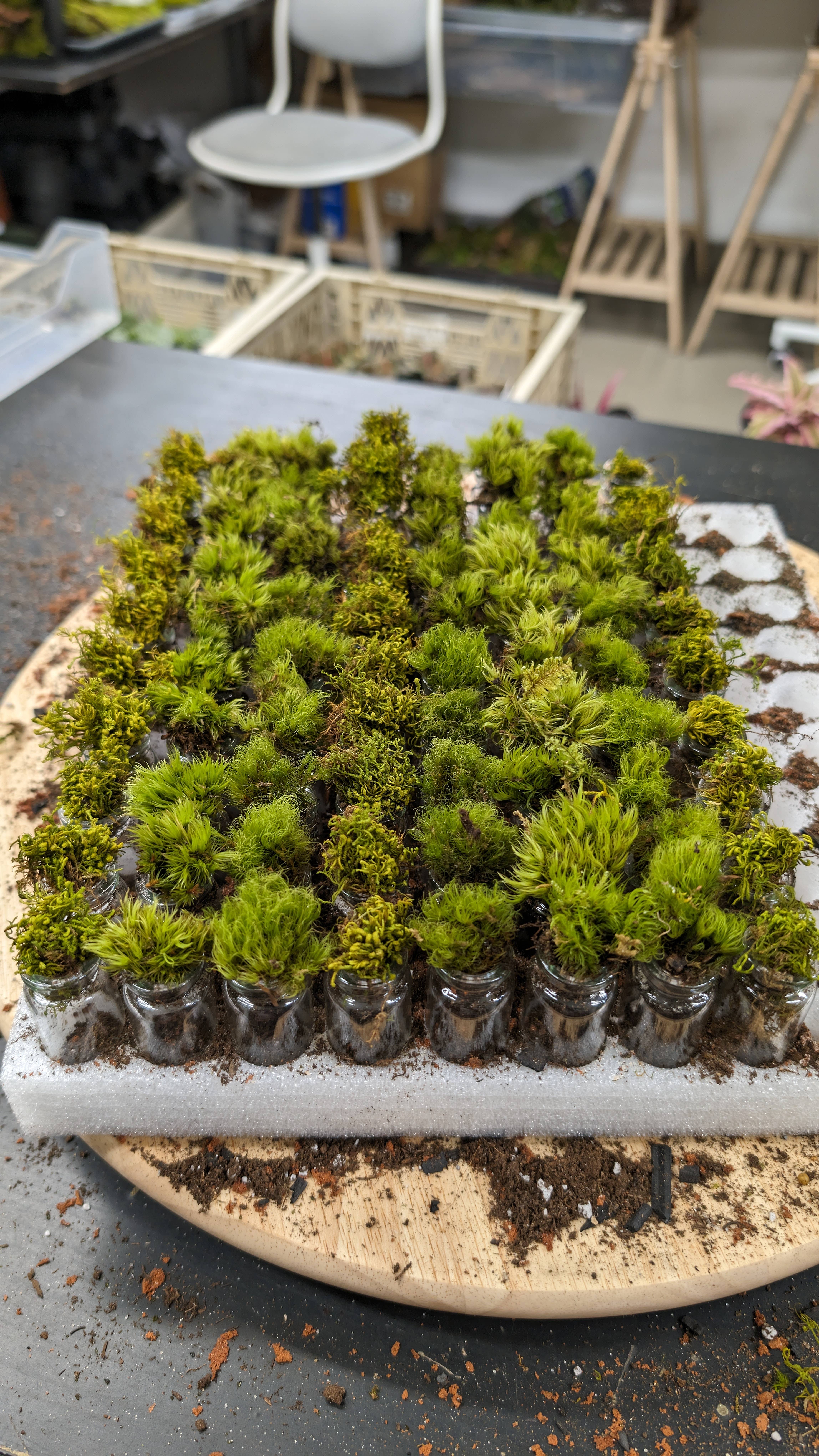 TERRART NYC - Wholesale Terrarium - Pocket Terrarium / Self Sustaining Miniature Ecosystem3