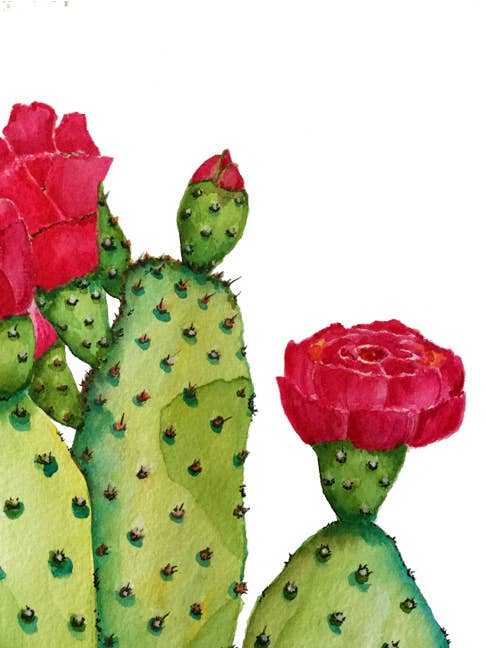 Rose Cactus 8x10 Art Print on White Cotton Paper for wholesale by Joshua by Oak