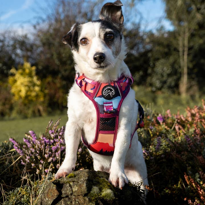 Apparel by Unleashed - Wholesale Pet Harness - Dog - Sedona Skies Harness