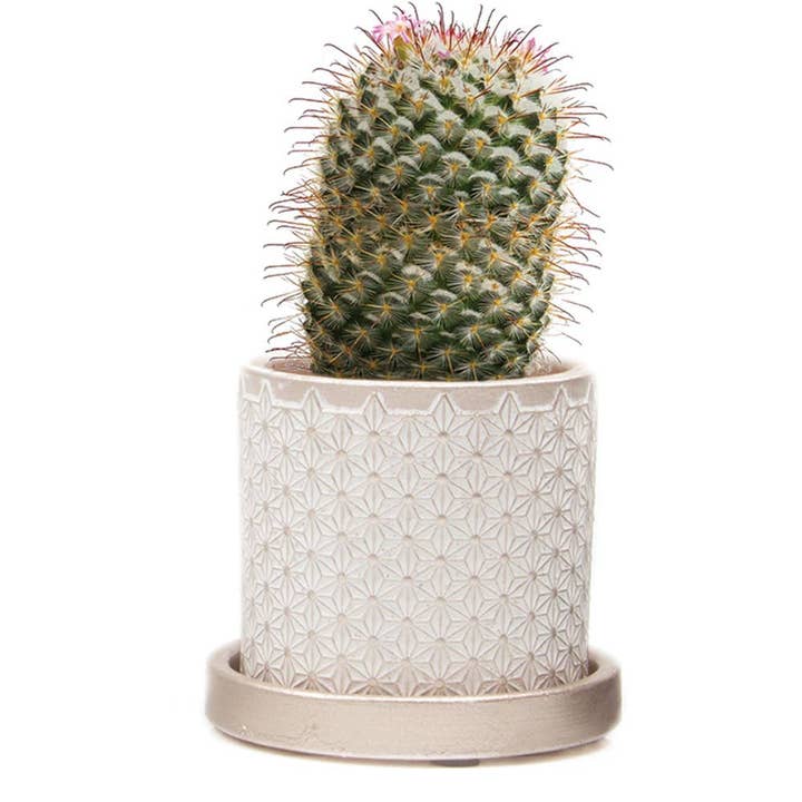 Chive UK - Vente Pot - Balter Pot avec soucoupe pour plantes d'intérieur, cactus, plantes succulentes3