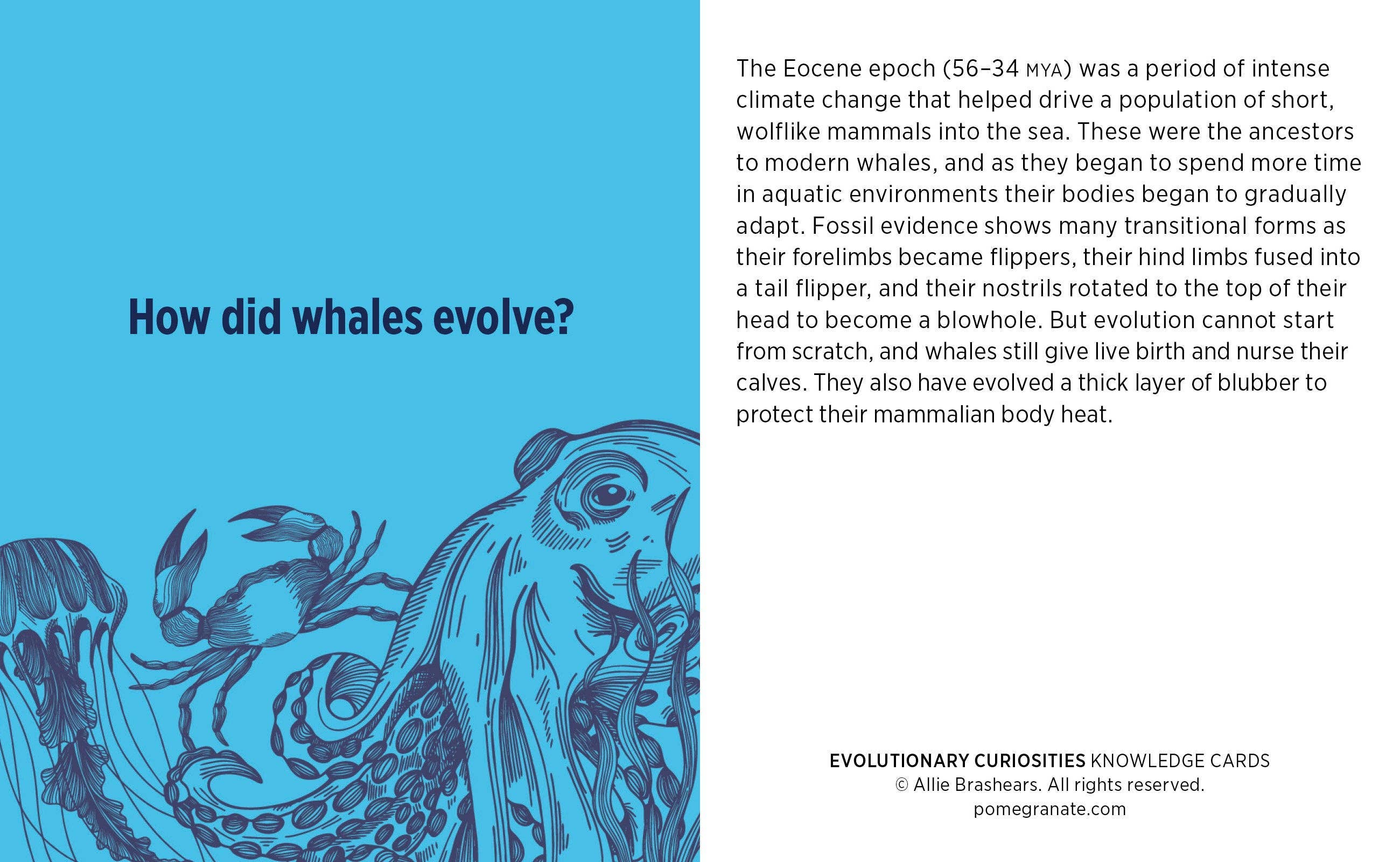 Pomegranate – wholesale Card game – Evolutionary Curiosities Knowledge Cards3