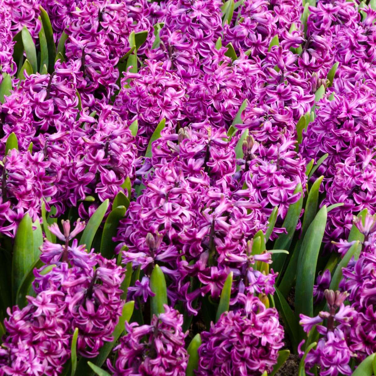 Oasis of Life - Wholesale Live Plant - Hyacinth bulbs – 10 flower bulbs – Hyacinthus "Purple Voice" – Fragrant purple spring bloomers – Flower bulbs for garden, bed & pot – Height 20–30cm – Hardy & easy to care for5