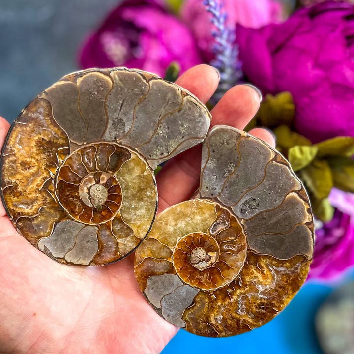 Mandala Gems - Wholesale Decorative Tabletop Object - Ammonite Fossil Pairs, Ethically Sourced Ocean Decor, Beachy