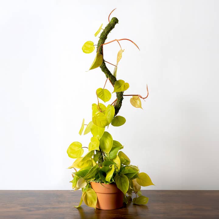 SuperMoss - Wholesale Garden Tool - The SuperMoss Bendable SuperPole.5