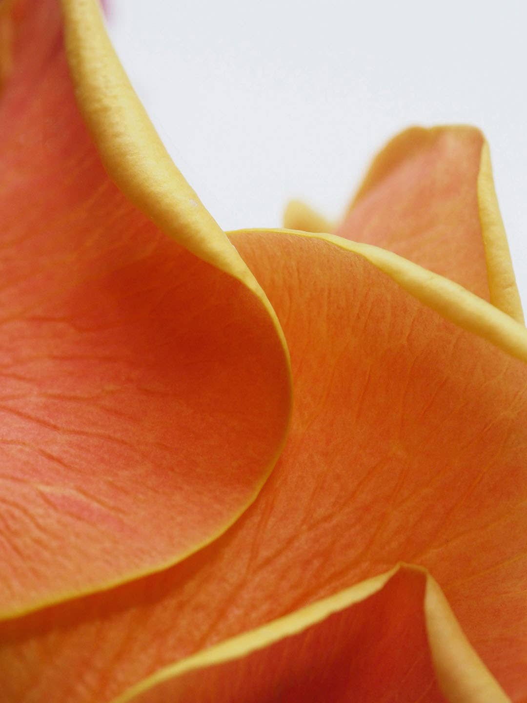 Olivia Fragrances - Wholesale Room & Linen Spray - Scented water 500ml Afternoon tea1