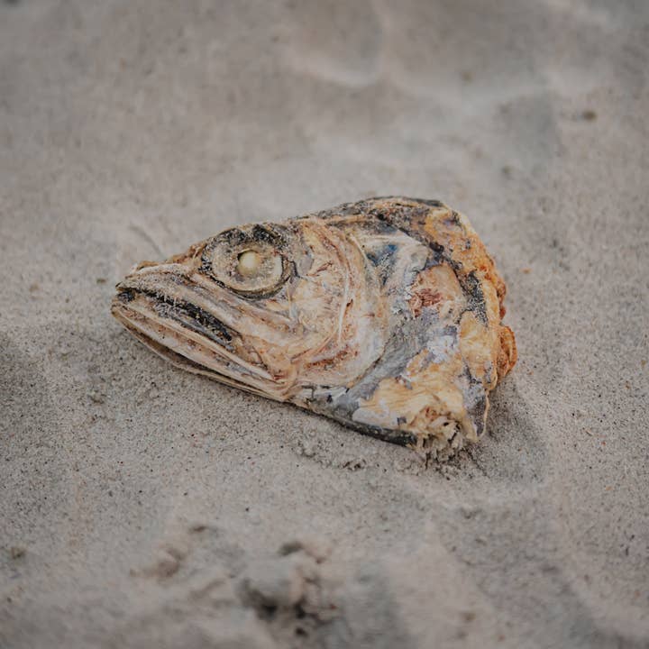 Freeze Dried Dog Treats - Wholesale Pet Treats - Dog - Dog Treat Freeze Dried Hoki Head1