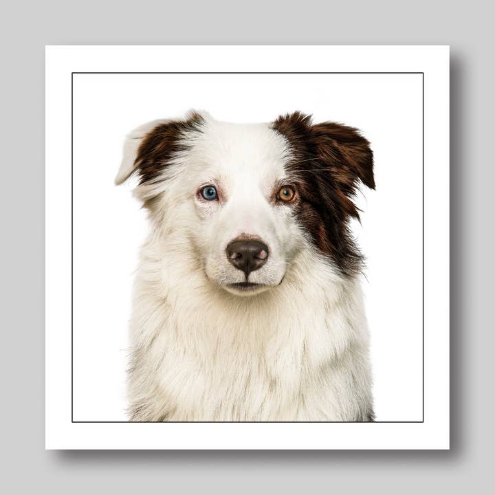 Miniature Australian Shepard - Dog Greeting Card for wholesale by GRUFFPAWTRAITS