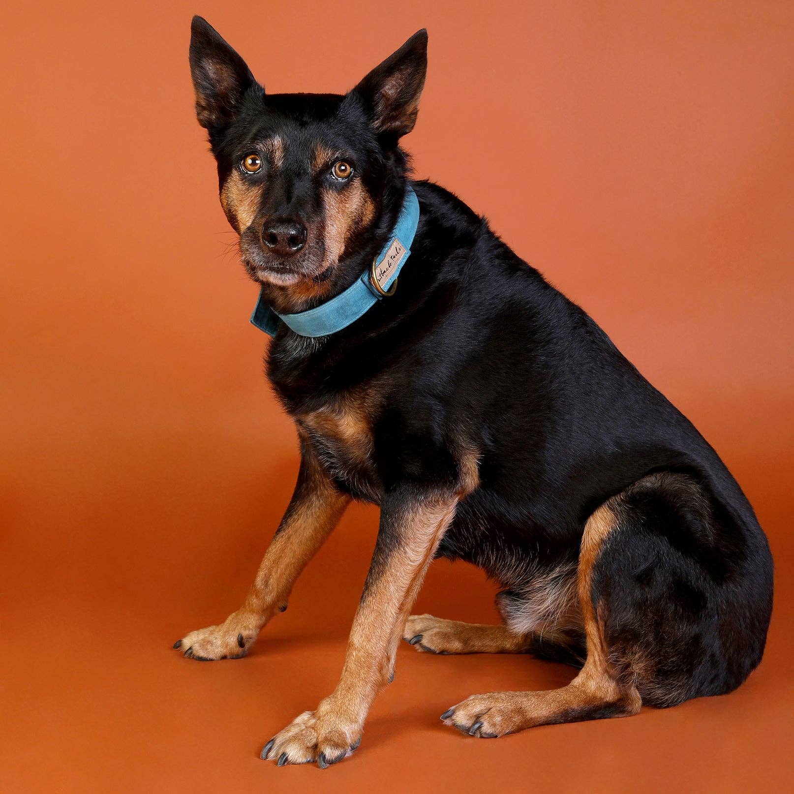 Outback Tails – wholesale Pet collar – Dog – Waxed Canvas Dog Collar - Blue1