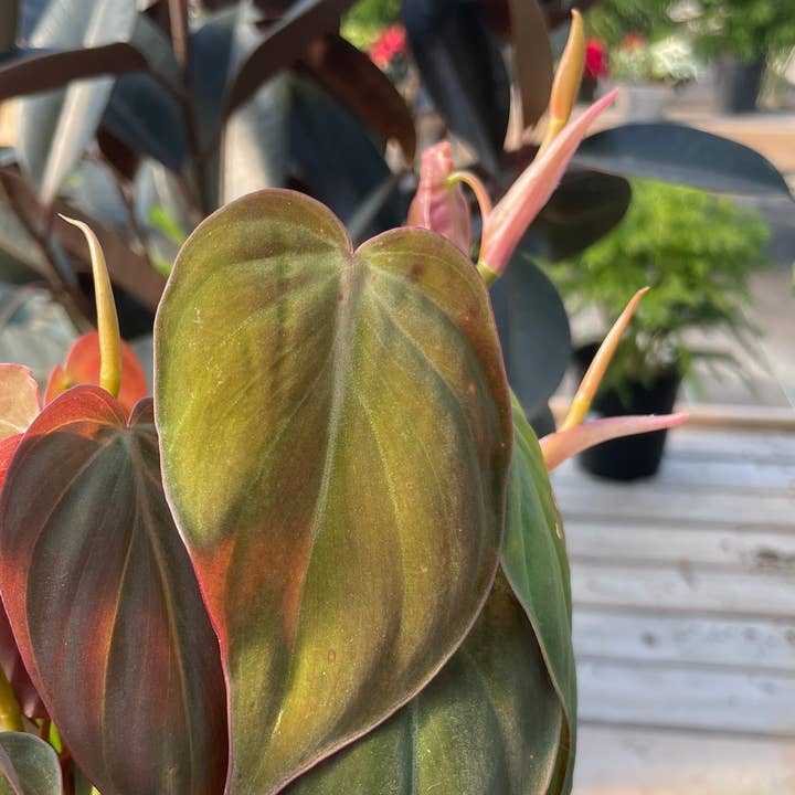 Thorsen's Greenhouse - Wholesale Live Plant - Philodendron Micans - Live Plant