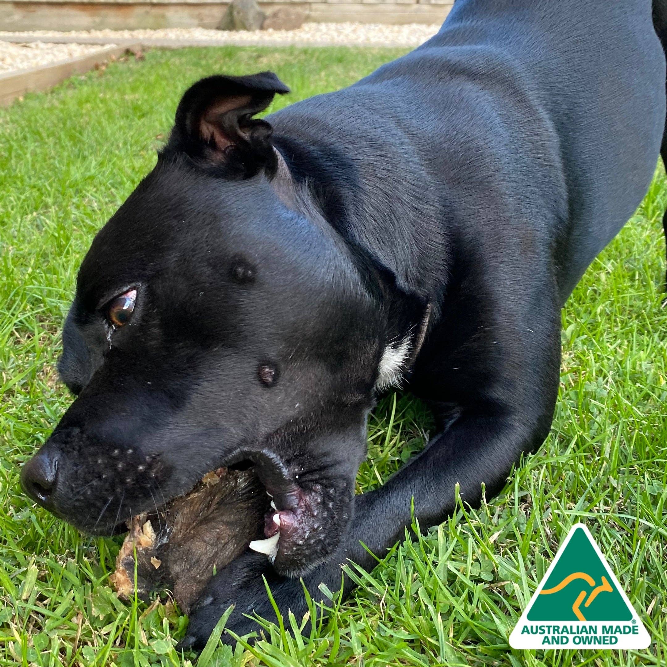 Rover Pet Products - Wholesale Pet Treats - Dog - Don't Be Boaring - Boar Ears9