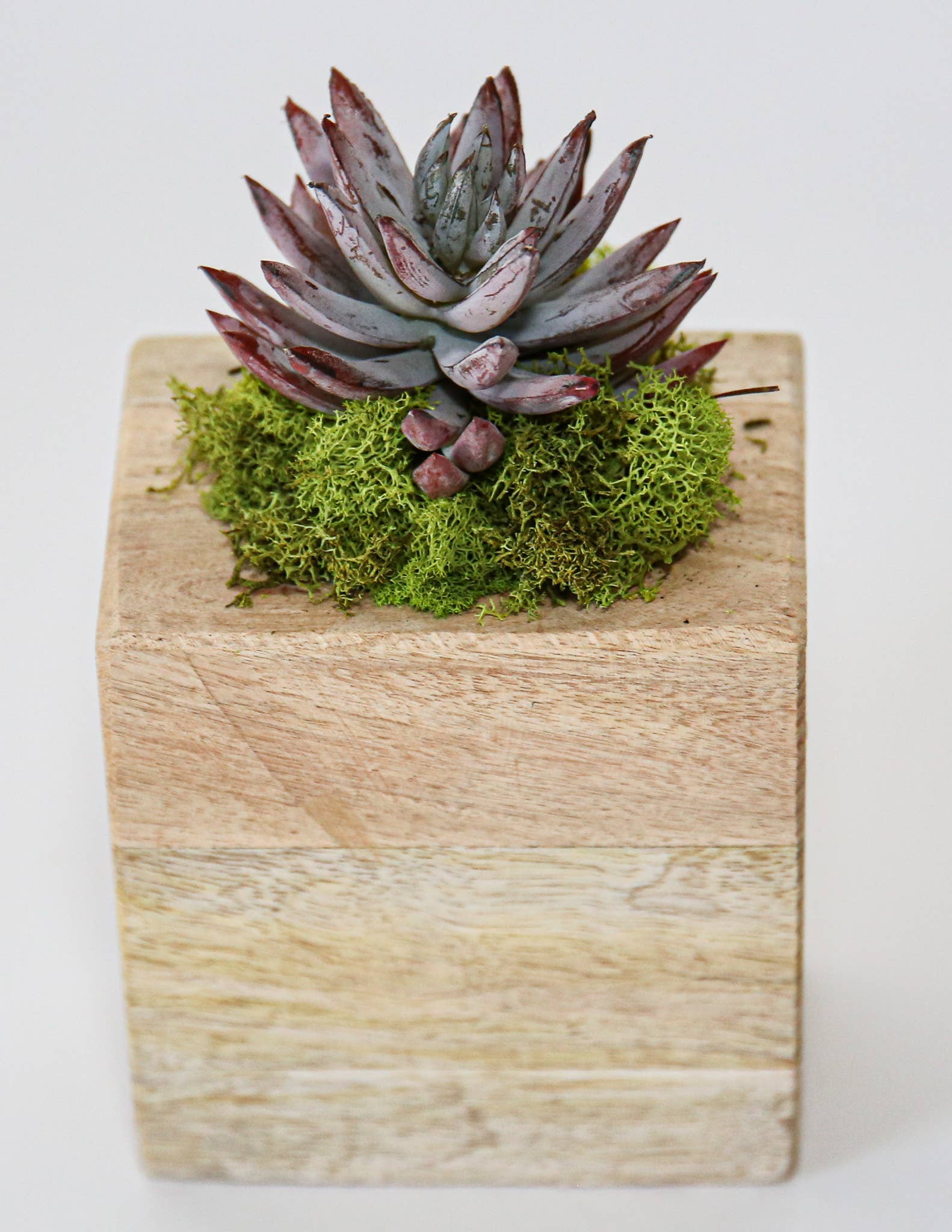 Forever Green Art - Wholesale Succulent - Succulent Sugar Mold Set of 97