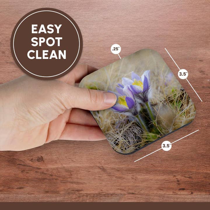 3dRose - Wholesale Coasters - 3dRose, Spring pasqueflower growing in mountains of Otztal Alps, Italy., Coaster13