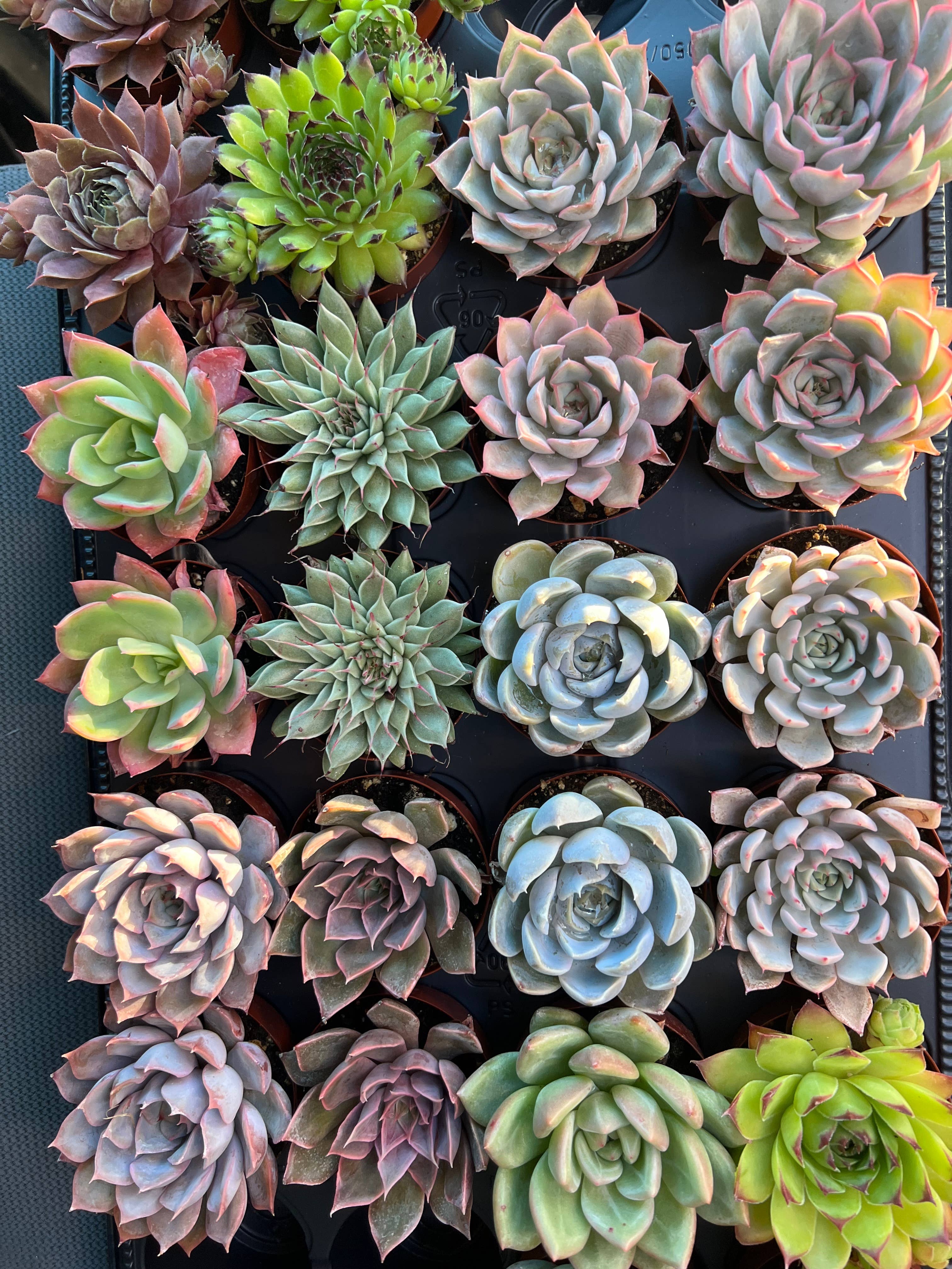 Dutch Touch Growers - Wholesale Succulent - 28 - Assorted Live Succulent 2.5" Plants3