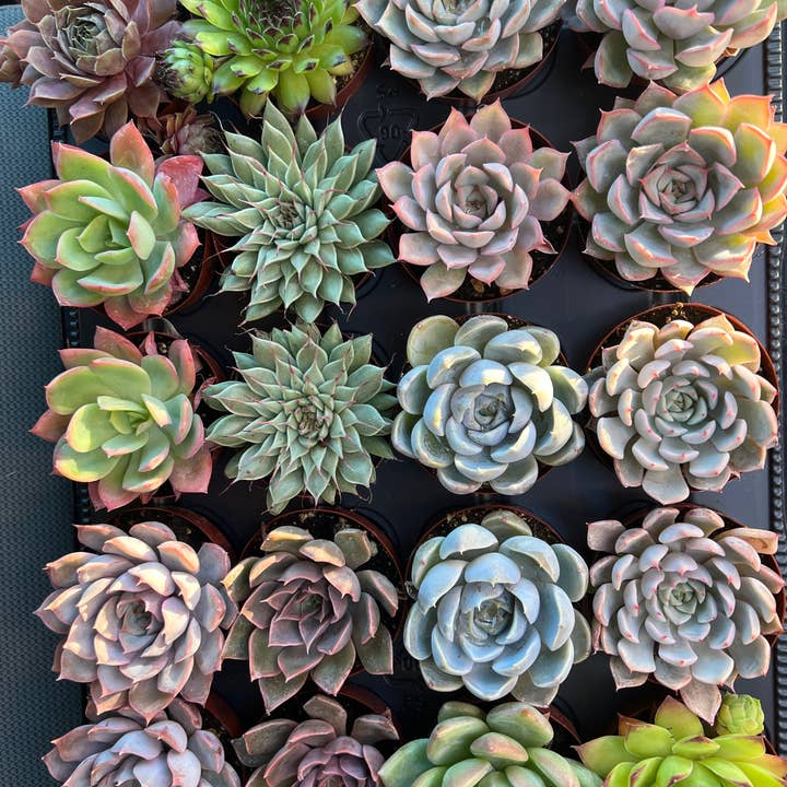 Dutch Touch Growers - Wholesale Succulent - 28 - Assorted Live Succulent 2.5" Plants3