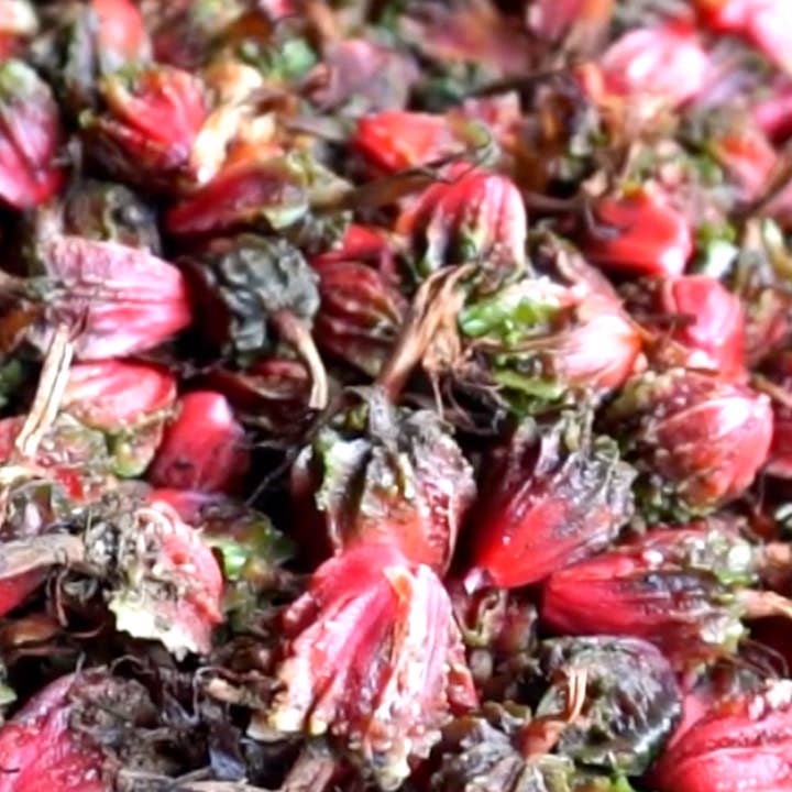 Burlap & Barrel - Wholesale Dried Spice - Smoked Black Cardamom - Single Origin Spice & Seasoning