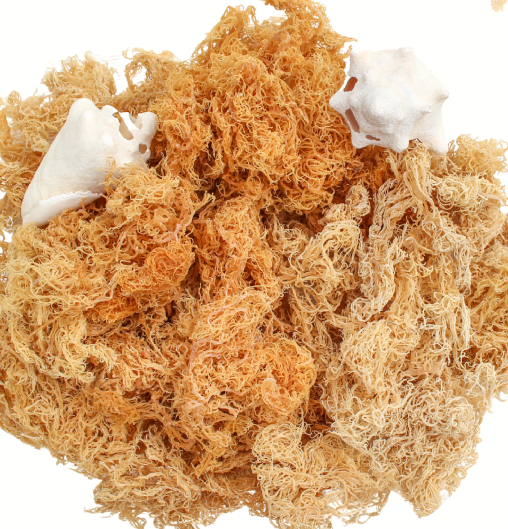 Atlantic Gold Sea Moss - Vente Supplément oral/vitamine - Mousse de mer dorée sauvage, 453 g, récolte durable | Testée en laboratoire1