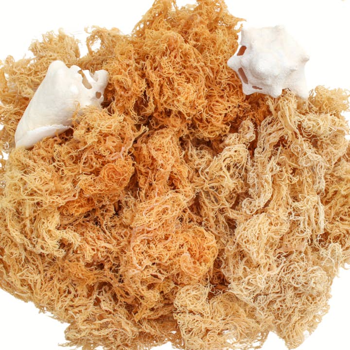 Atlantic Gold Sea Moss - Wholesale Oral Supplement/Vitamin - Dry Sea Moss 1 to 15 Lbs, Colors Wild-harvested St. Lucia6