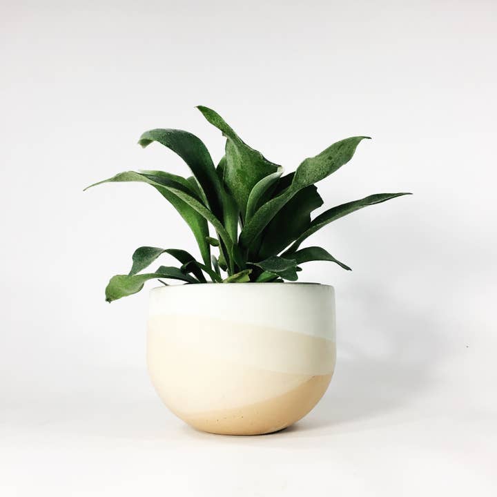 Settlewell - Wholesale Plant Pot - 6" Concrete Bowl Planter / 16 Colors14