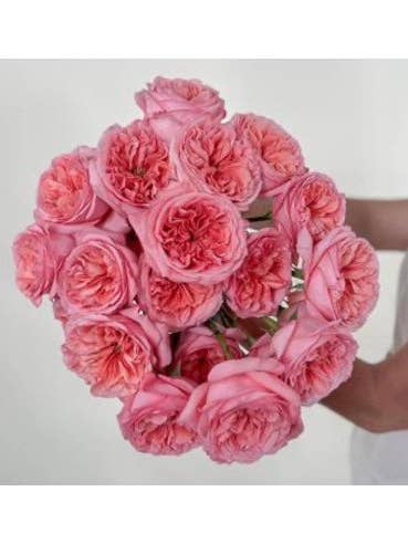 Garden Pink Expression Bulk Box 96 stems for wholesale by Florasource