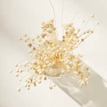 .AVPV. Studio – Engroshandel Tørrede/pressede blomster – Tørret Pinky Button5