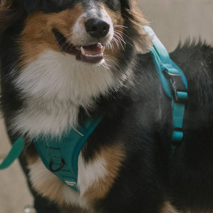 Peachy Dogs - Wholesale Pet Harness - Dog - Mojito Classic 2.0 Harness5