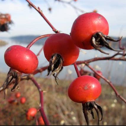 Camamu Soap - Wholesale Bar Soap - Chamomile Rose Hip Soap4