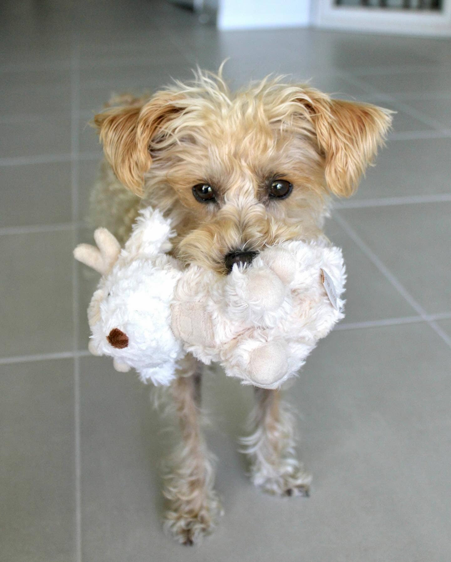 Fur Elise Pets - Wholesale Pet Plush Toy - Dog - Koko Mini Plushie14