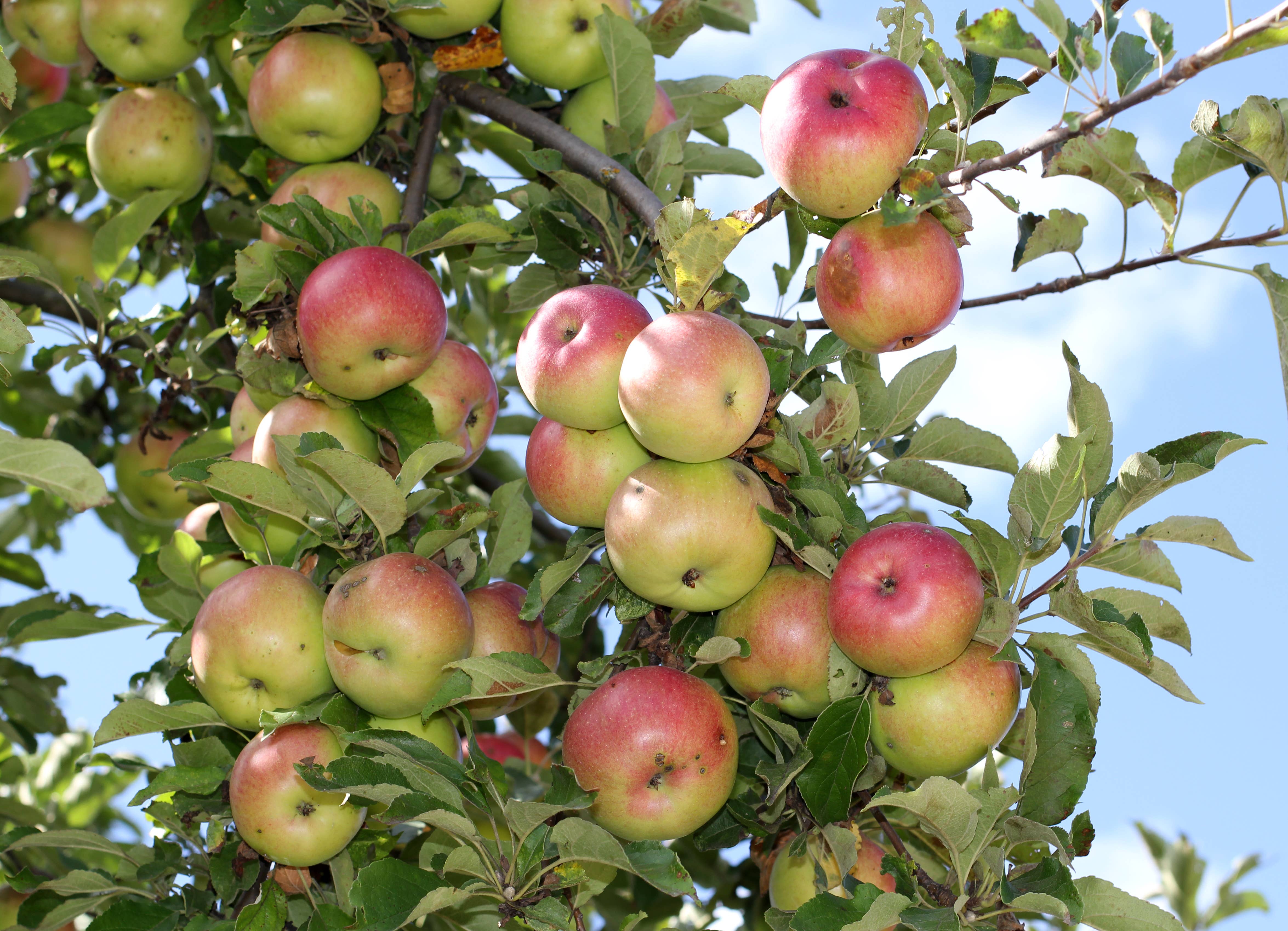 The Jonsteen Company - Vente Graines de plantes - Apple Tree | Kit de culture de semences6