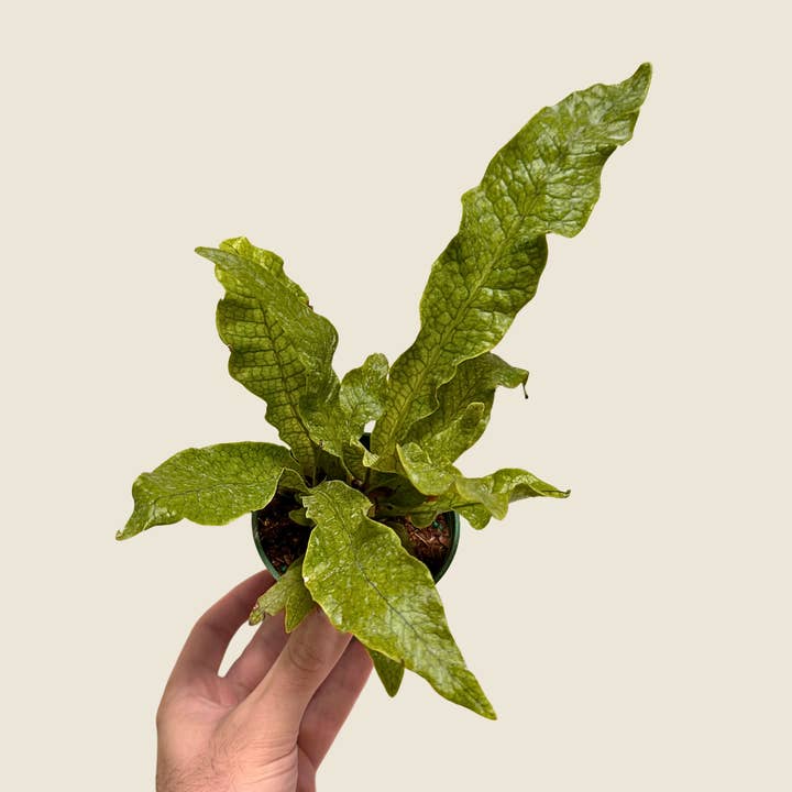 4" Fern Crocodile for wholesale by The Greenhouse Wholesale