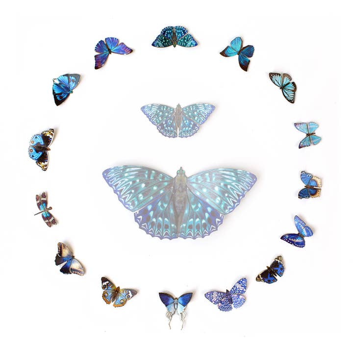 ’Galaxy' Micro Moth & Butterfly Collection for wholesale by Moth and Myth