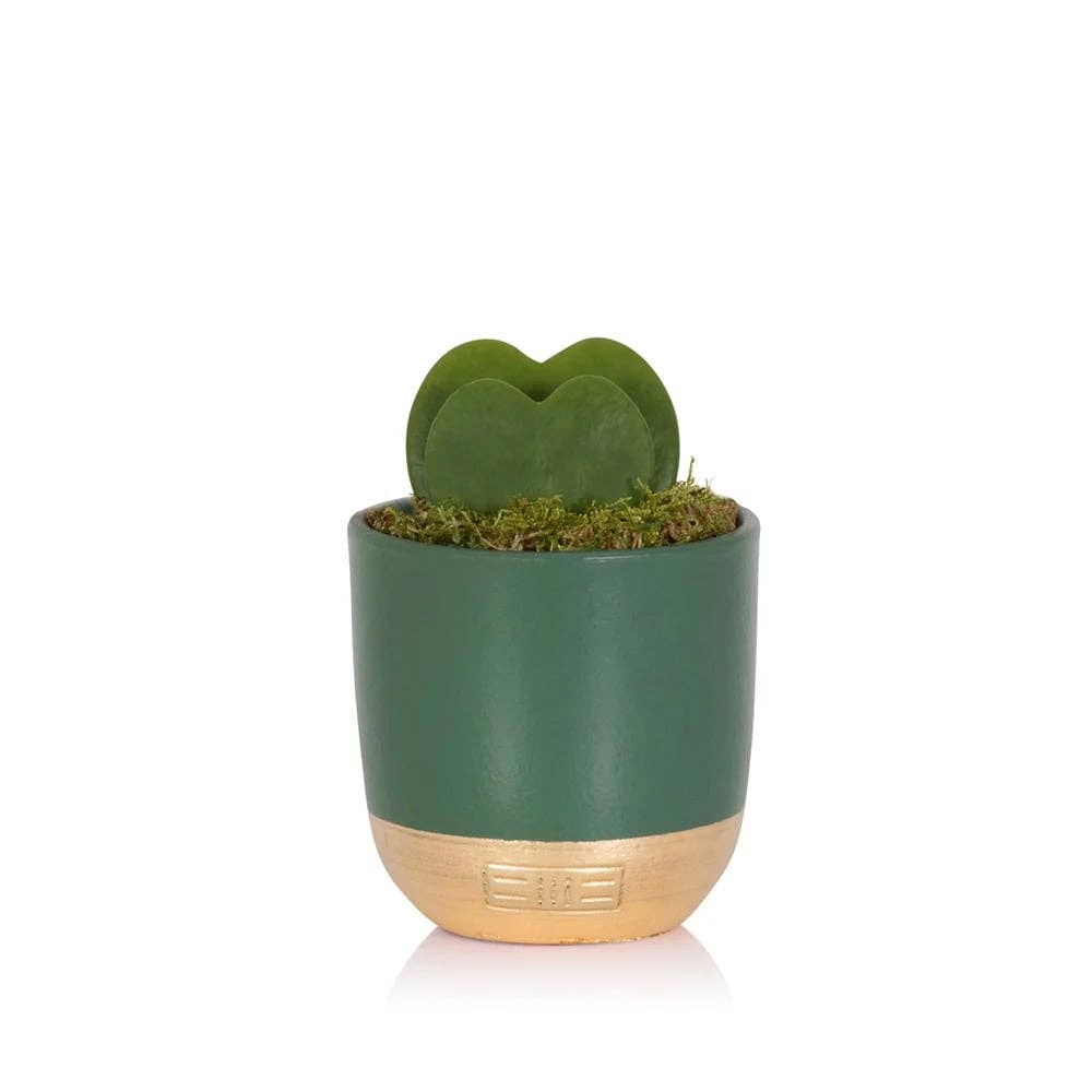 The Little Botanical – wholesale Succulent – Hoya Kerrii (Double Heart) 💚💚3