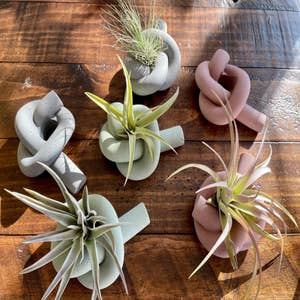 Purchase Wholesale air plant holder. Free Returns & Net 60 Terms on Faire