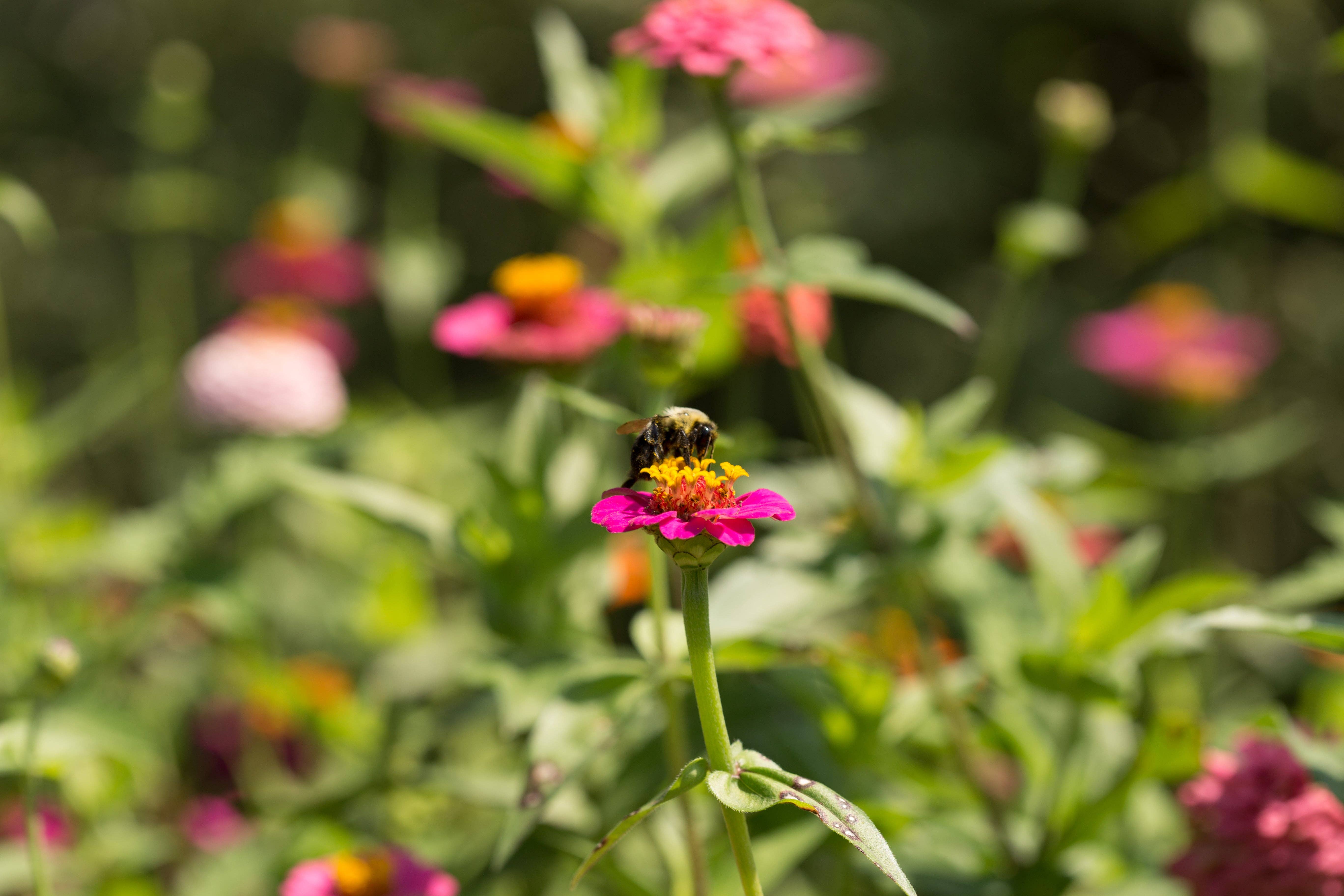 Bentley Seed Co. - Wholesale Plant Seeds - Zinnia, Lilliput Seed Packets5