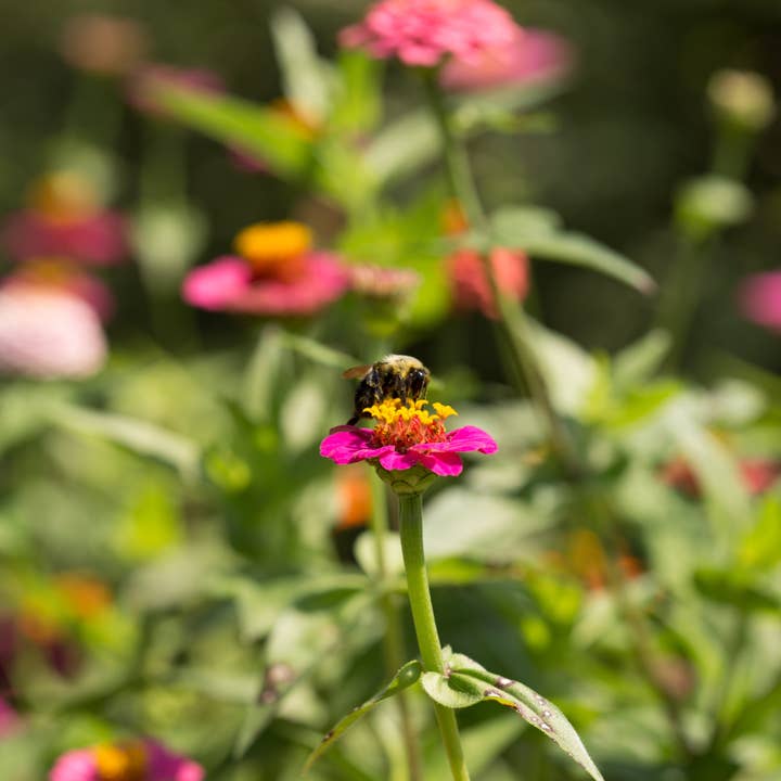 Bentley Seed Co. - Wholesale Plant Seeds - Zinnia, Lilliput Seed Packets5