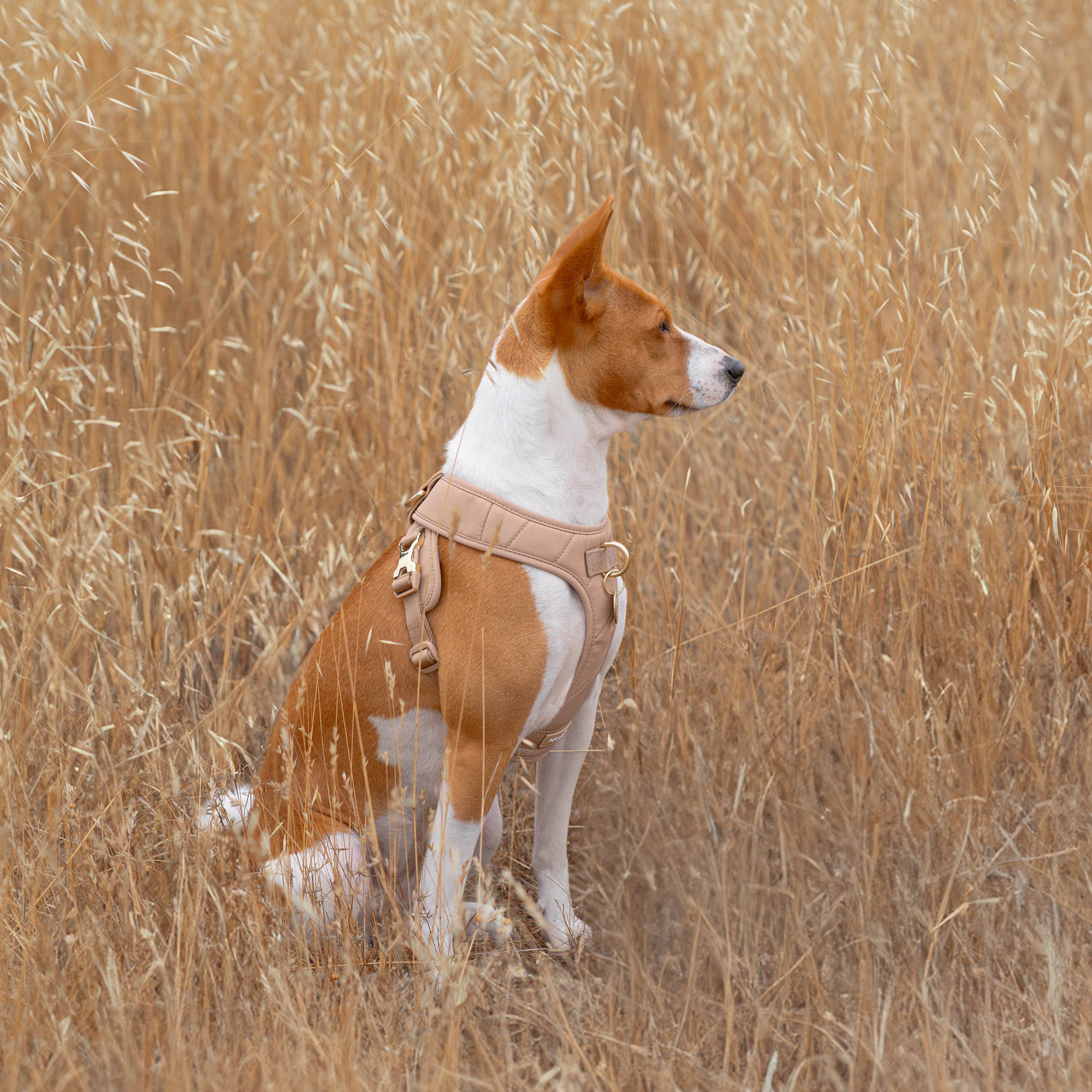 Pups & Bubs - Wholesale Pet Harness - Dog - Roam Luxe Harness (Desert) | Dog Walking Gear | Dog Harness7