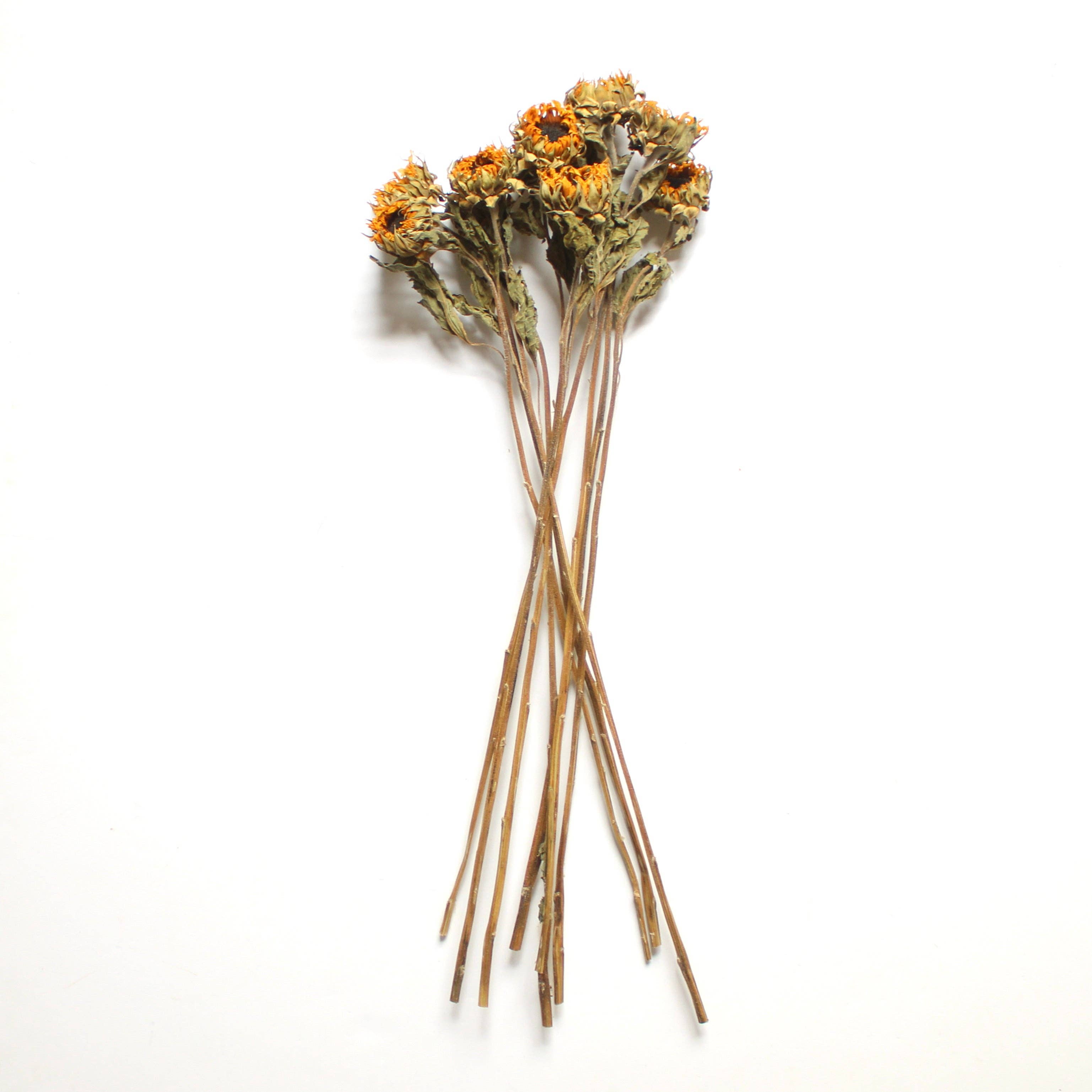 Natural Sunflowers - Dried (Mini) for wholesale on Faire2