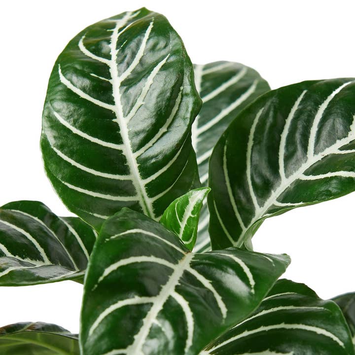 House Plant Wholesale - Wholesale Live Plant - Zebra 'Aphelandra'1